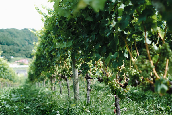 北海道産ワイン消費拡大プロジェクトをスタート「スパークリングワインデー」を9月・12月に開催