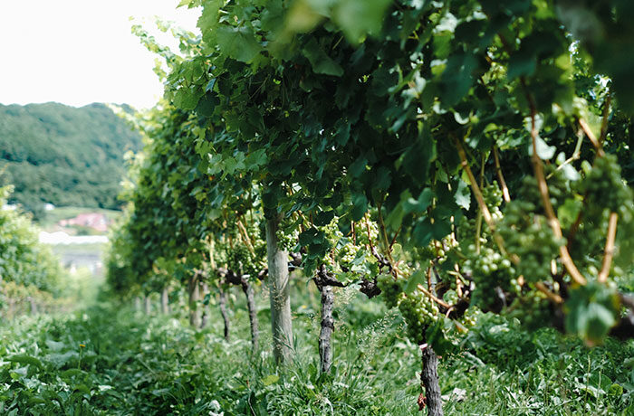 北海道産ワイン消費拡大プロジェクトをスタート「スパークリングワインデー」を9月・12月に開催