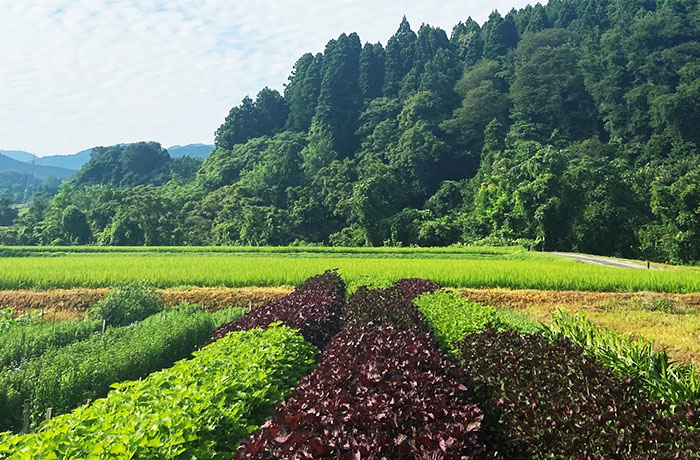富山県産の紫蘇を使用したフレグランスで四季折々の香りを楽しむ空間演出を展開