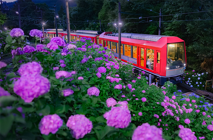 箱根登山電車「夜のあじさい号」6月13日(土)運行開始強羅駅にて、旅館ならではのおもてなしで来訪者を歓迎