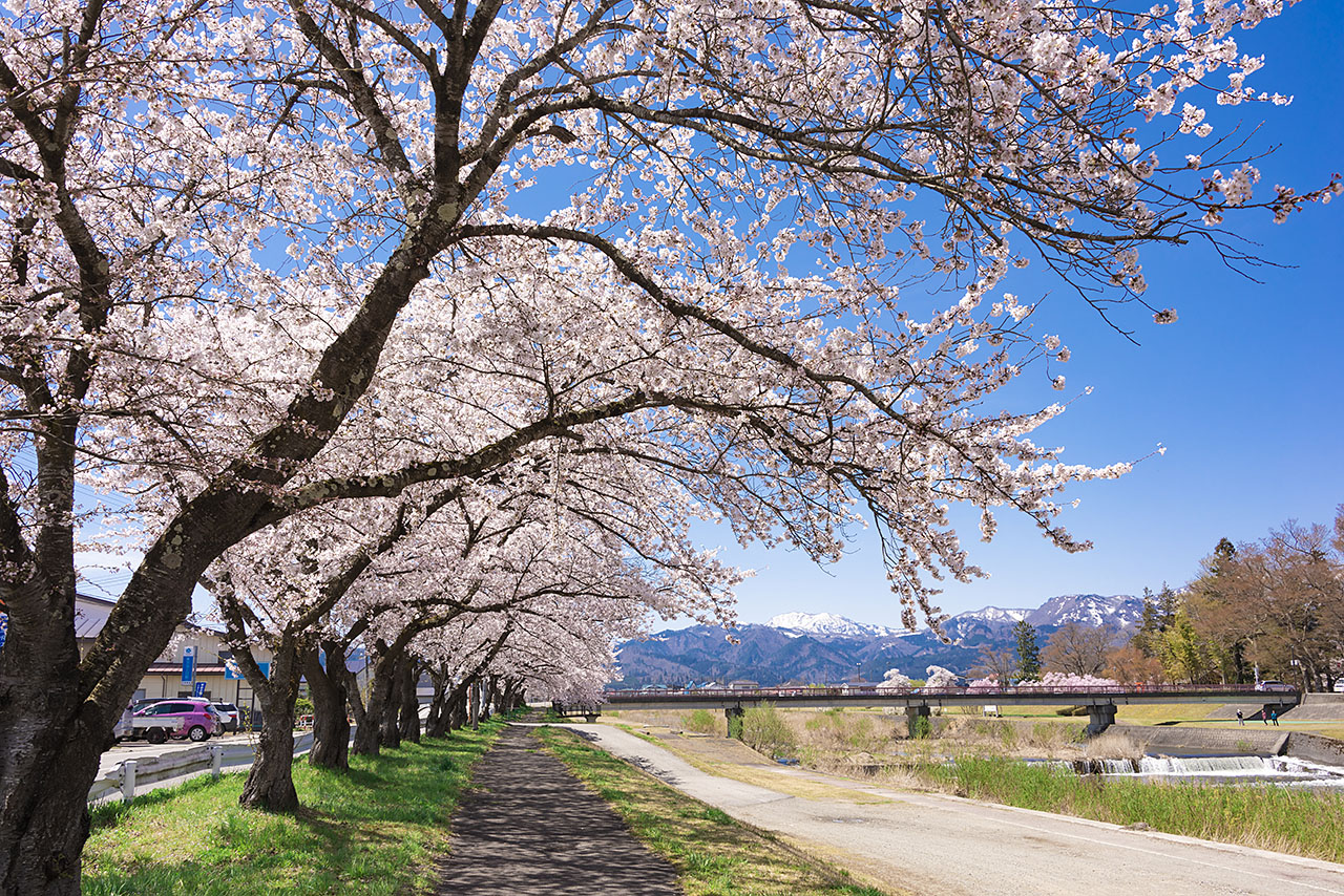 桜×旅行の贅沢体験！お花見時期に絶対行きたいお宿5選｜にっぽん旅めぐり