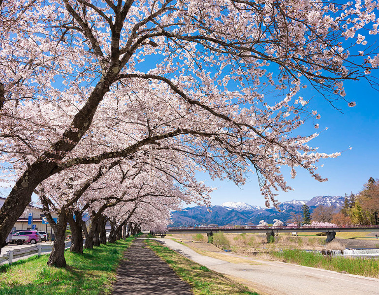 桜×旅行の贅沢体験！お花見時期に絶対行きたいお宿5選｜にっぽん旅めぐり