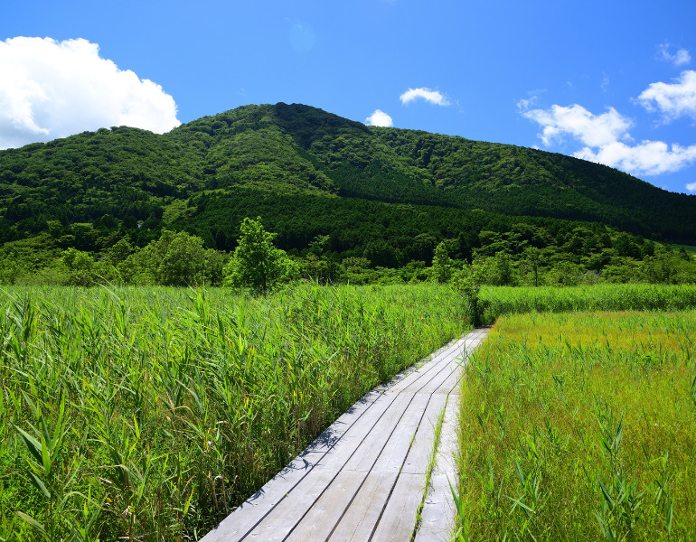 ▲箱根湿生花園　＜画像提供：PIXTA＞
